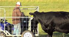 Streamline Your Calving Season